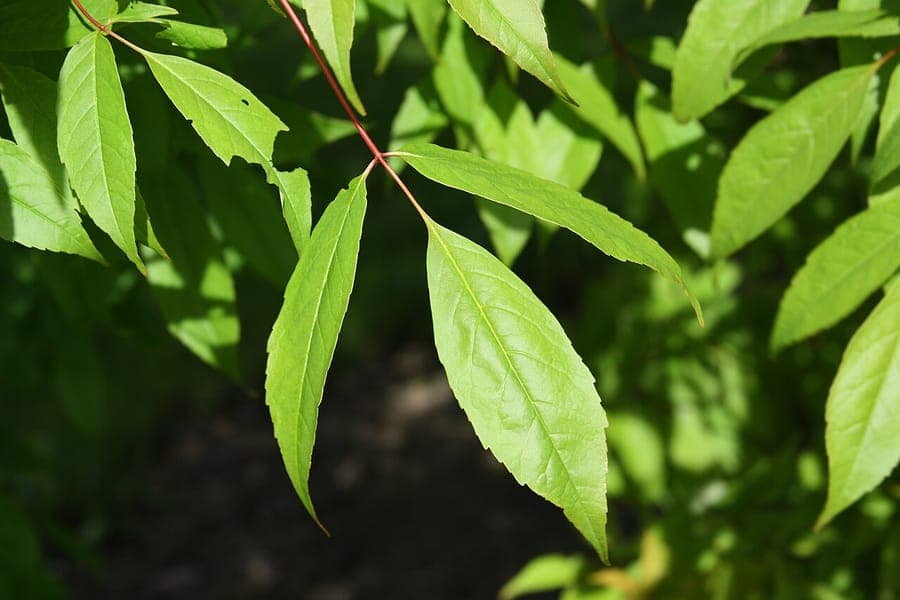 Acer mandshuricum in herfsttooi