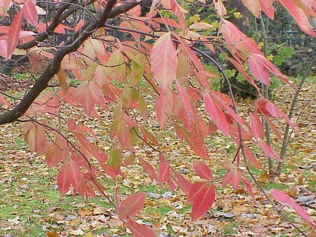 Nikko Maple displaying brilliant autumn foliage