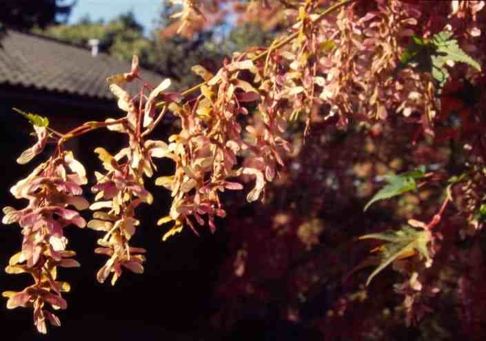 Acer micranthum in volle glorie