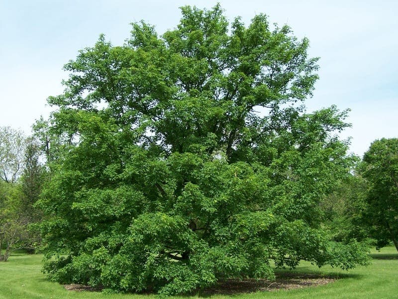 Japanese Miyabe's maple with characteristic leaves