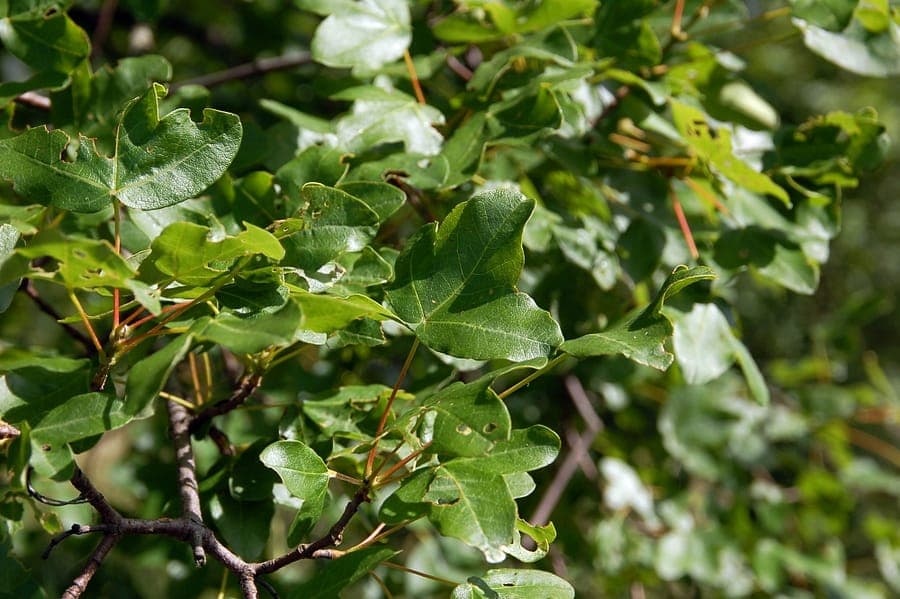 Montpellier maple in autumn, showing three-lobed leaves and yellow spring flowers