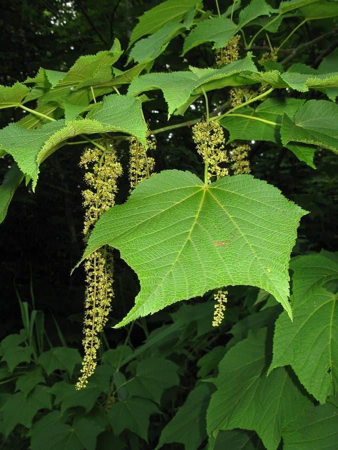 Acer nipponicum leaves and fruits detail