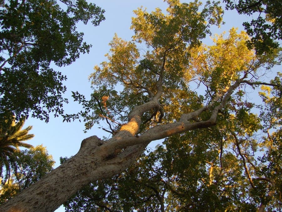 Flying mothtree with green foliage and typical maple winged seeds