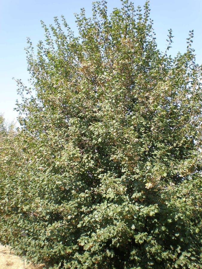 Syrian maple (Acer obtusifolium) with characteristic three-lobed leaves