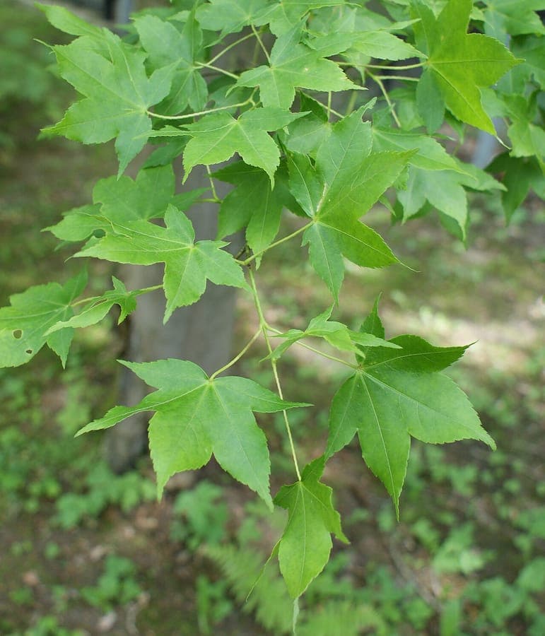 Oliver maple (Acer oliverianum) with five-lobed green leaves