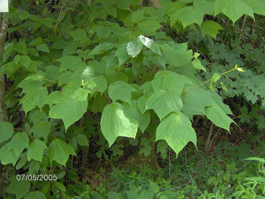 Striped maple with distinctive striped trunk