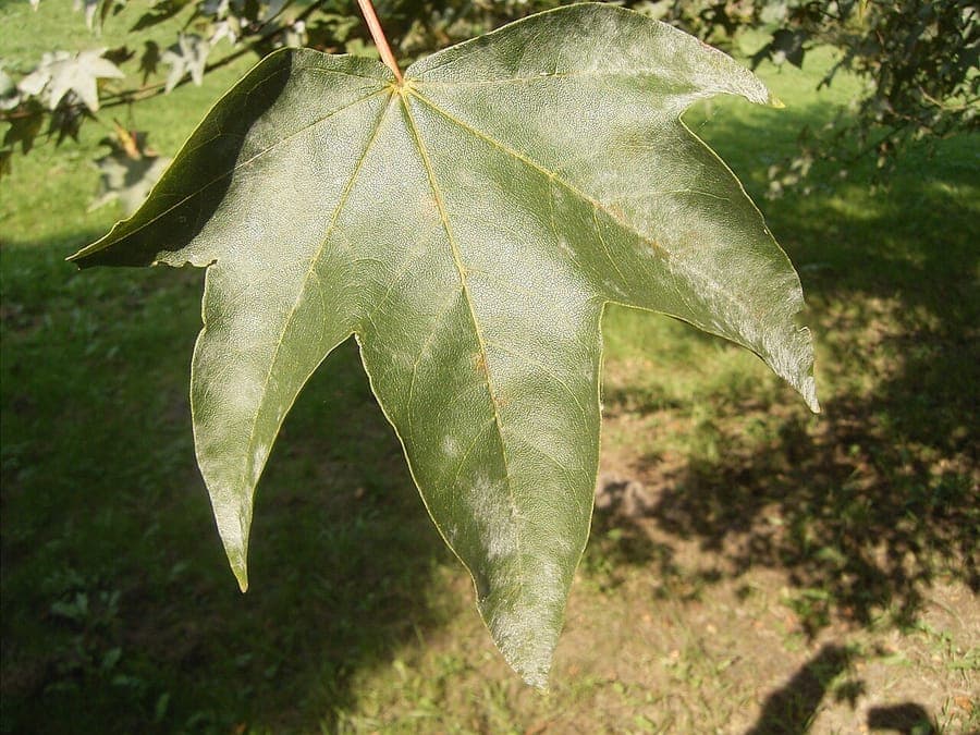Acer pictum with its characteristic painted leaves
