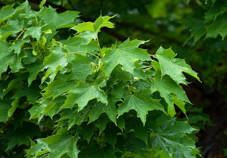 Norway maple in autumn with broad canopy and deep red foliage