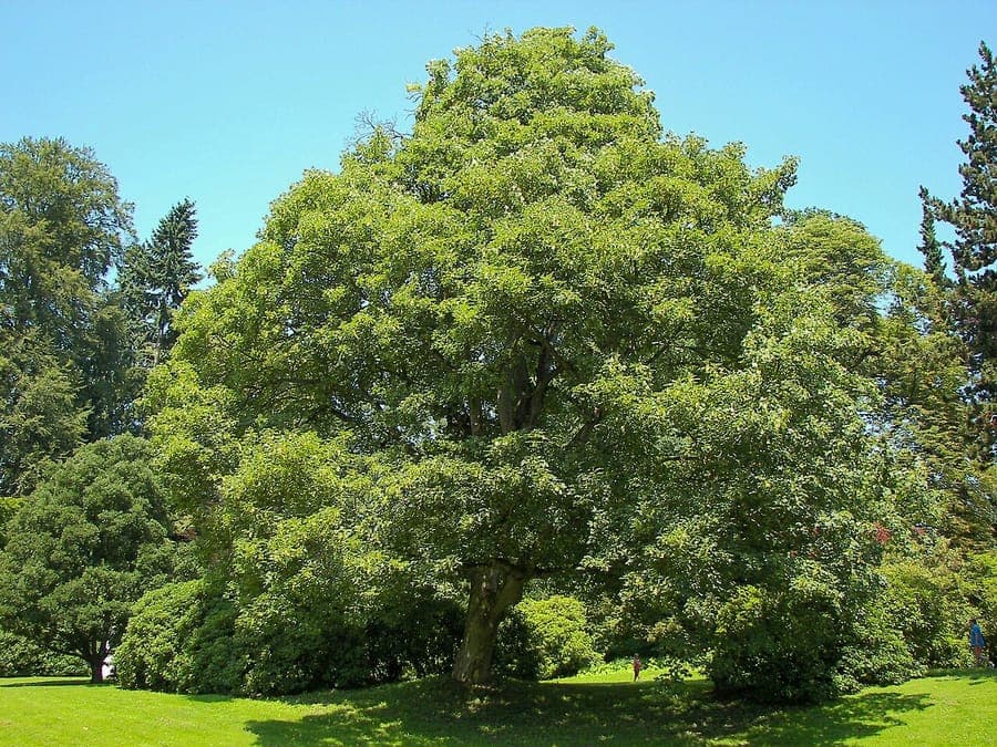 Large, broad Sycamore maple in full autumn color with yellow-orange leaves