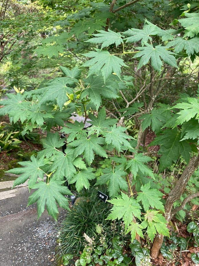 Korean maple foliage colour