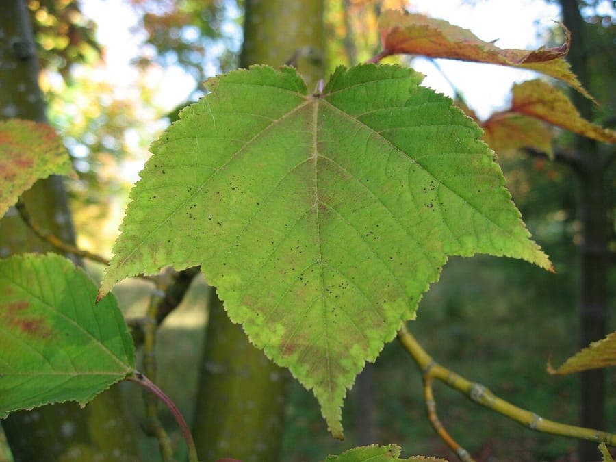 Grijze streepjesbastesdoorn met gestreepte bast en heldergroene bladeren in een rustige tuinschaduw
