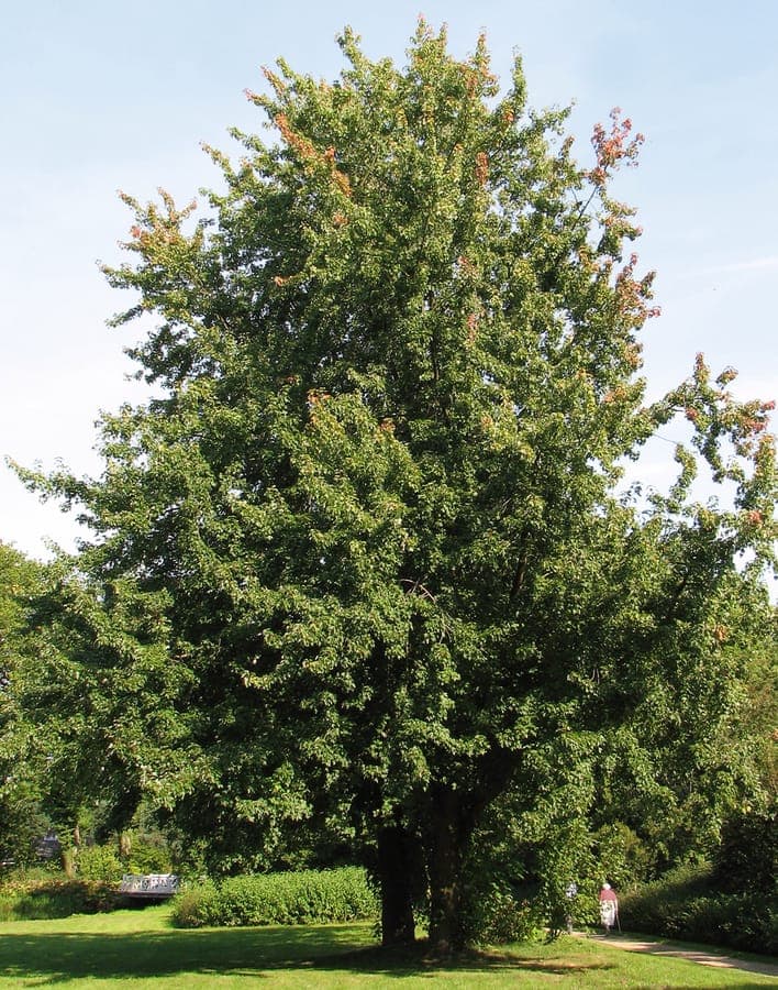 Silberahorn im Herbst mit goldenen und roten Blättern in weichem Licht