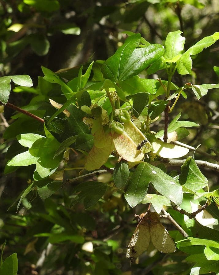 Cretan maple in rocky terrain with delicate branching and light green palmate leaves