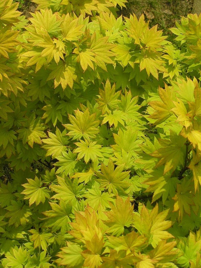 Acer shirasawanum in bloei