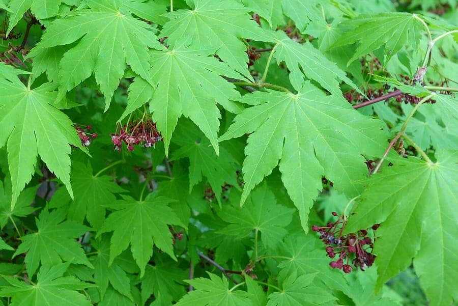 Siebold's Maple leaf with characteristic lobed shape