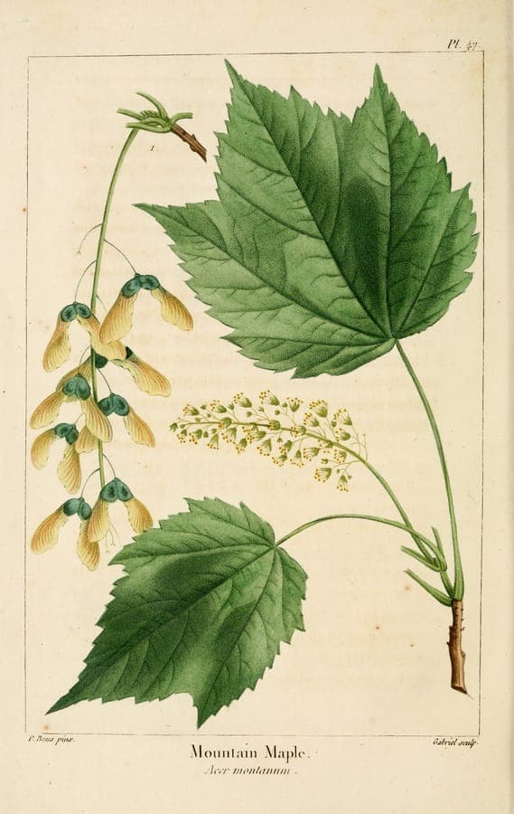 Acer spicatum young tree displaying characteristic yellow flower clusters