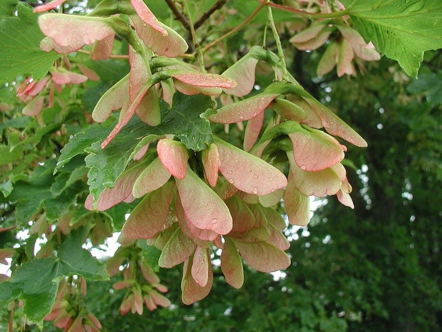 Acer stachyophyllum mature tree displaying characteristic fine birch-like foliage