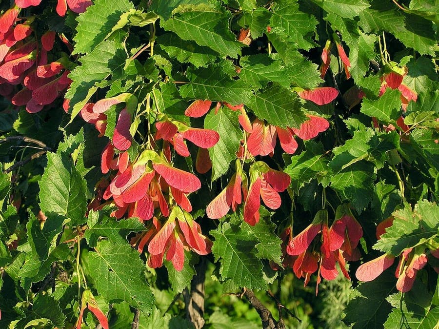 Tartar maple in autumn with yellow-brown leaves and red fruit clusters