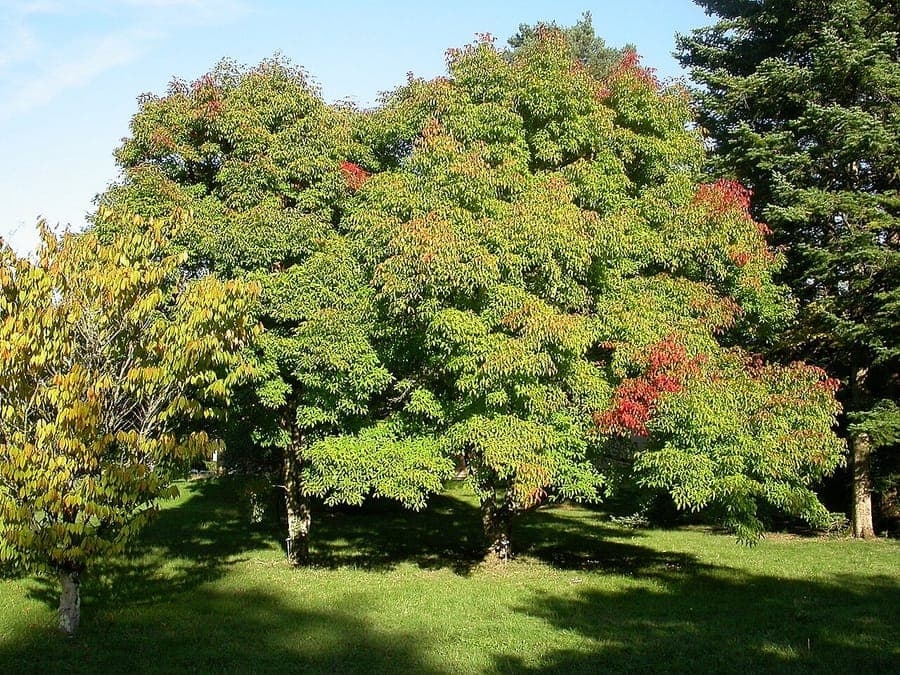 Three-flower maple in autumn with peeling bark and three-lobed leaves