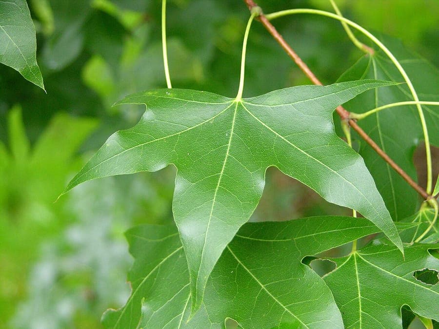 Shantung maple with palmate leaves