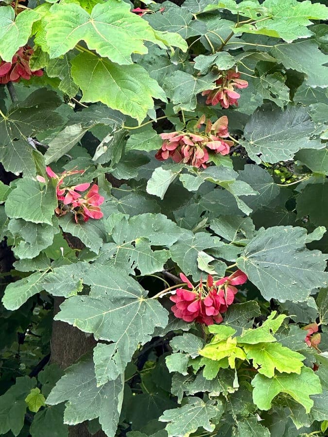 Velvet maple displaying dense, soft-textured foliage in deep green