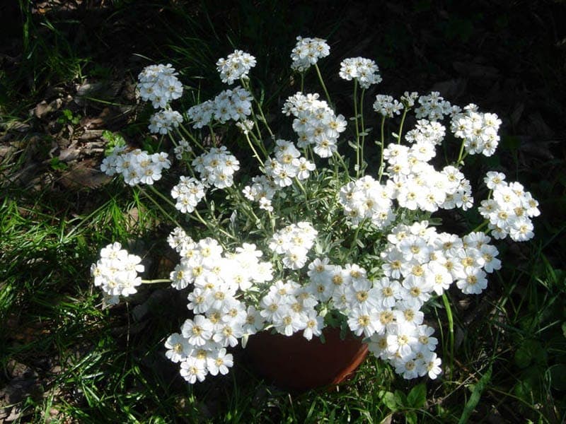 White flowers of Achillea ageratifolia in summer