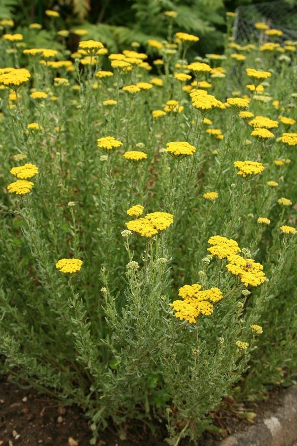 Sweet yarrow in full bloom on a sunny bank, showing clusters of soft purple flowers and finely divided foliage