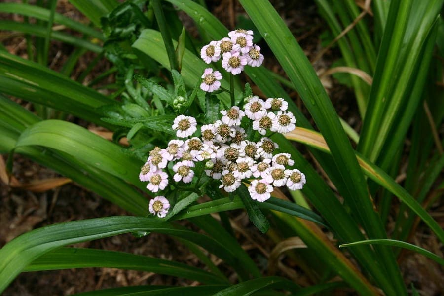 Yellow flowers of Achillea alpina in clusters