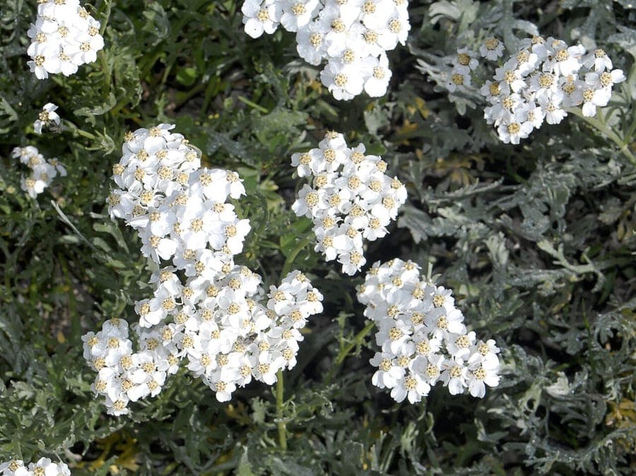 Silvery yarrow in full bloom in a sunny border, showing fine grey-green foliage and clusters of pale yellow flowers