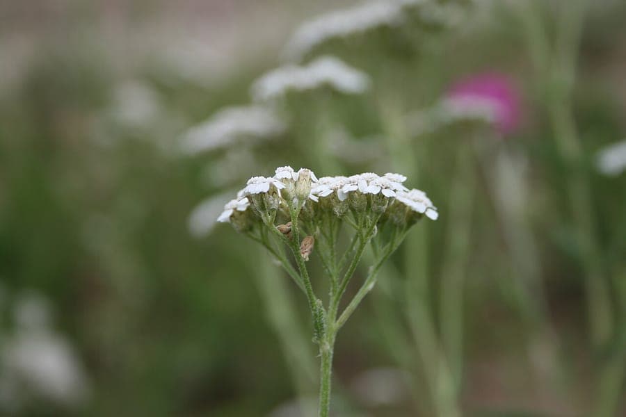 Gesloten pink-paarse bloemen van heuvel-duizendknoop
