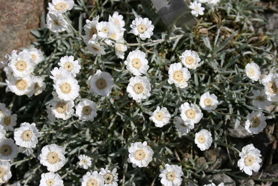 Achillea cretica in bloom