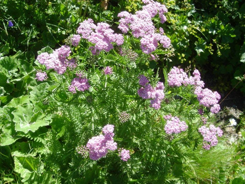 Achillea distans in full bloom in a sunny garden border