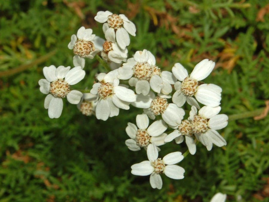 Achillea erba-rotta musk milfoil flower
