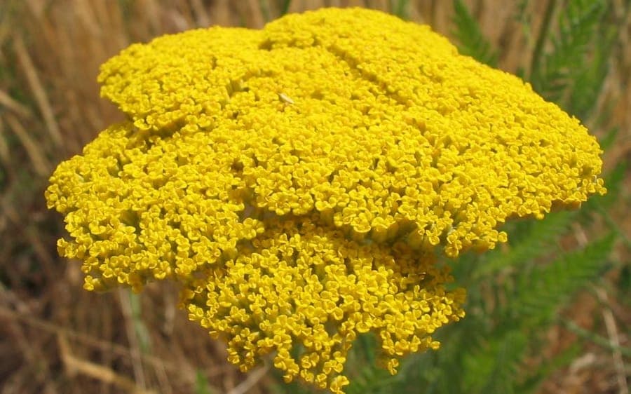 Fern-leaf yarrow in full bloom on a sunny border with feathery foliage and golden-yellow flower heads