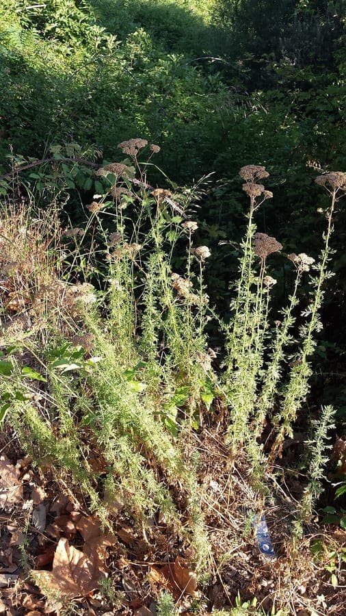 Achillea ligustica ligurian yarrow flower
