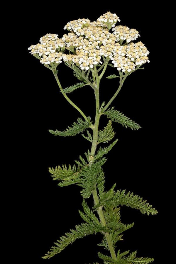 Schafgarbe mit dichten Blütentrugdolden