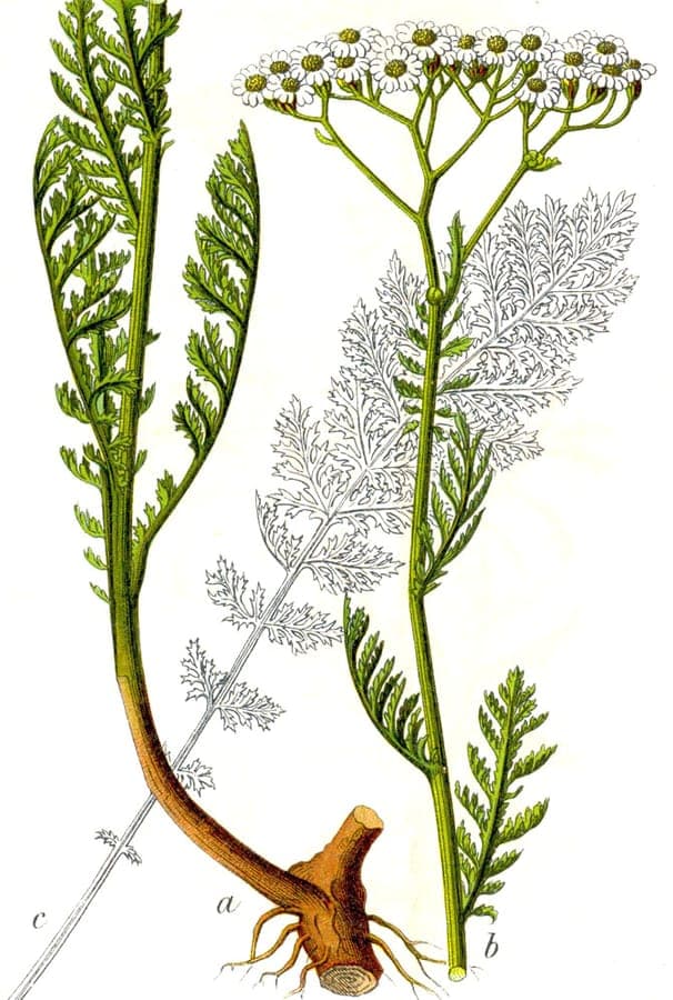 Noble yarrow with finely cut leaves and soft yellow flower clusters in full bloom on a sunny patch