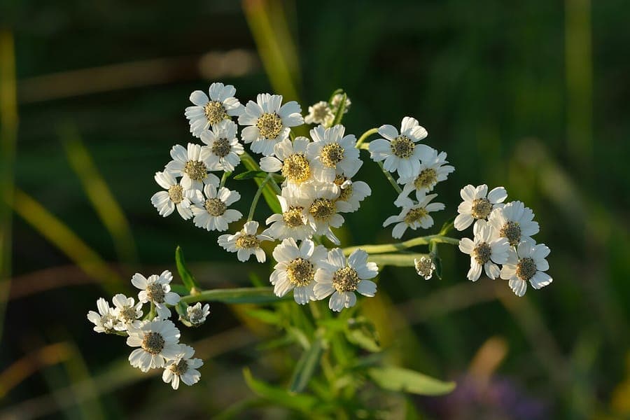 Weiße Blüten der Sumpf-Schafgarbe in voller Blüte an einem sonnigen Standort