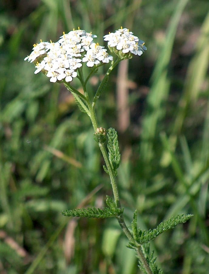 Achillea setacea pink flowers delicate foliage