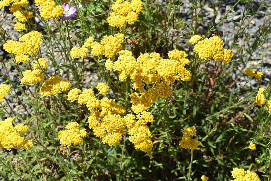 Golden flowers of woolly yarrow