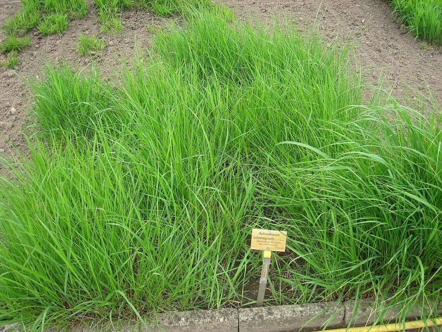 Silver plumes of Achnatherum calamagrostis in summer