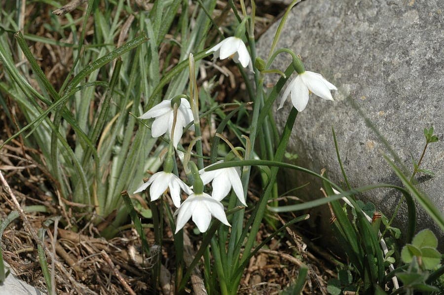 Acis nicaeensis in bloom with delicate white pendant flowers in a sunny rocky setting near Nice