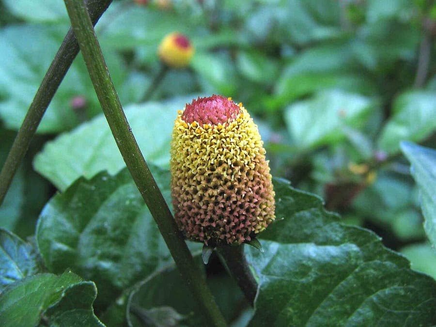 Acmella oleracea Jambu Pflanze mit gelben Bluten