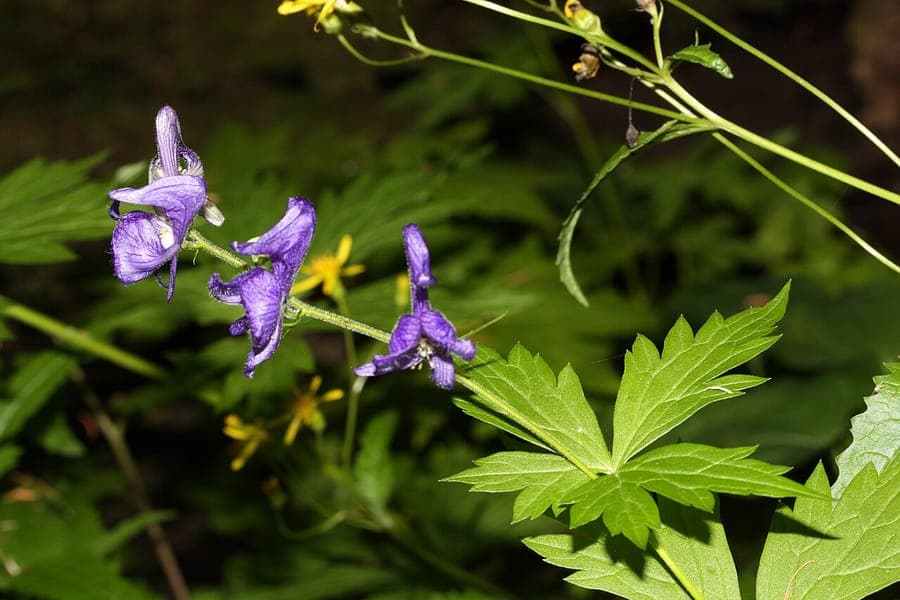 Aconitum columbianum met diepblauwe kappen in een bergachtig landschap