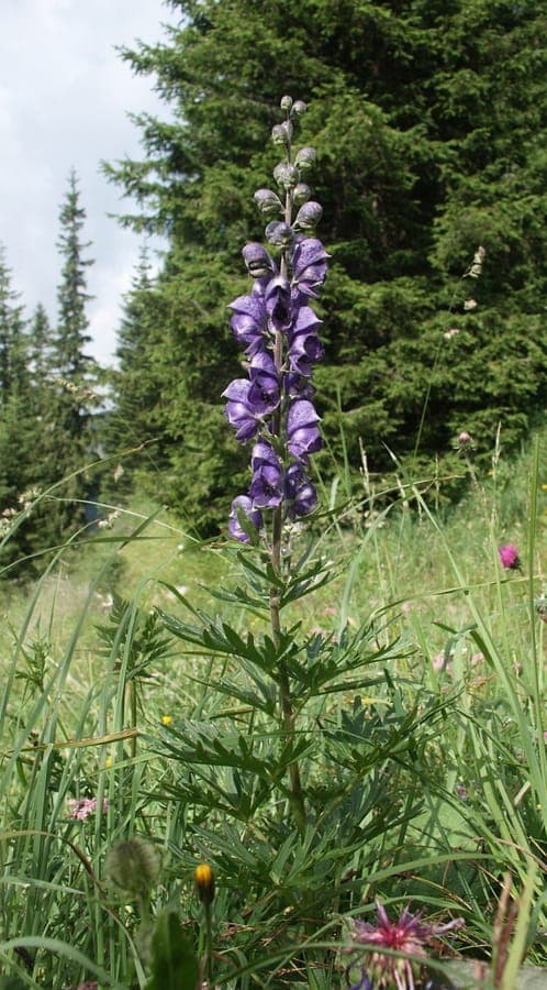 Monkshood with characteristic helmet-shaped flowers