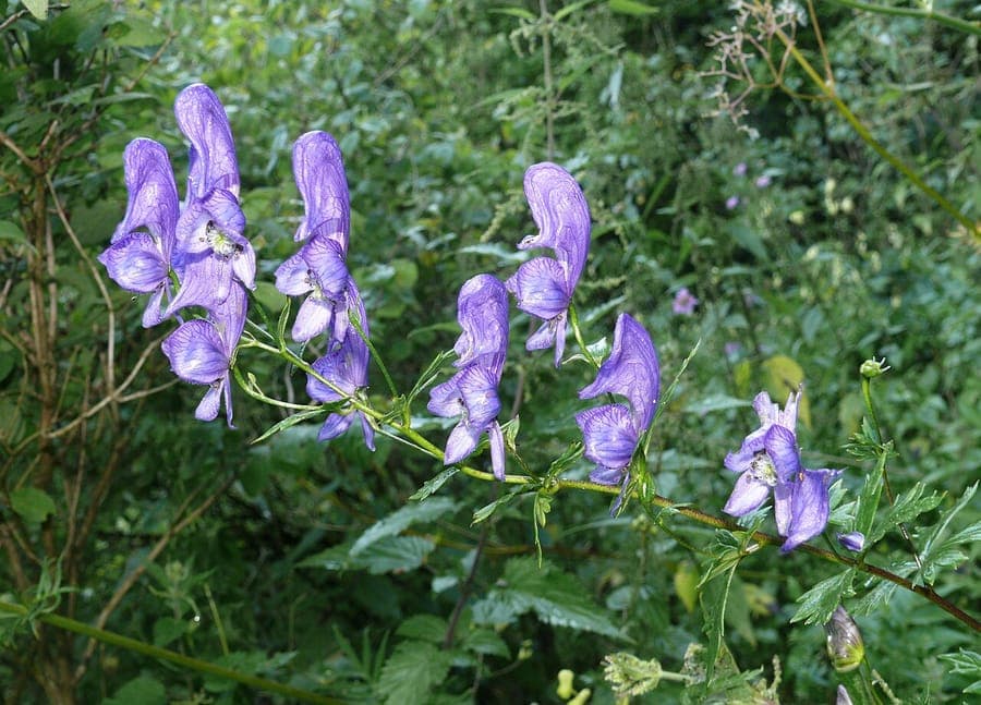 Blue variegated flowers of Manchurian monkshood (Aconitum variegatum)
