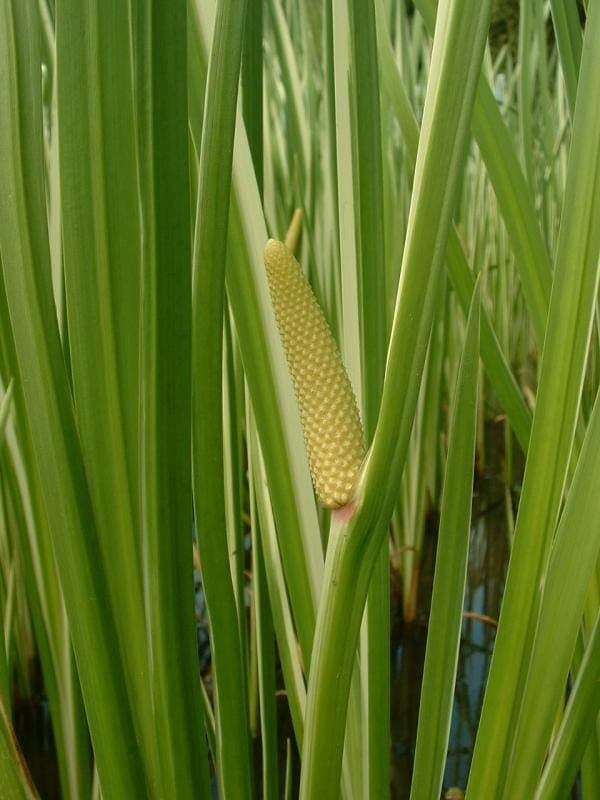 Acorus calamus in full growth along a pond edge, with narrow green leaves and yellow flower spikes
