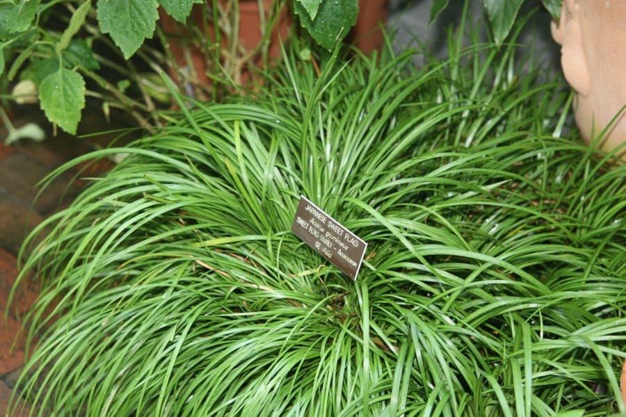 Acorus gramineus plant with slender green grass-like leaves
