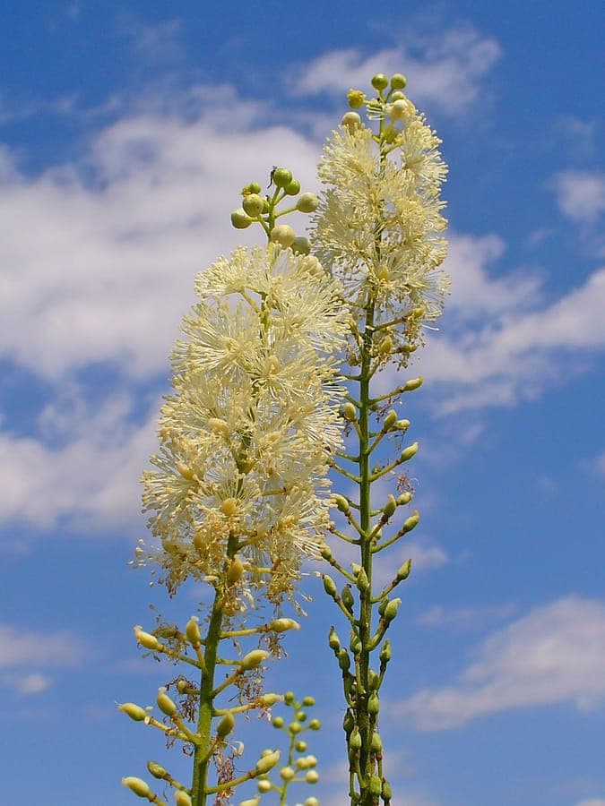 Elegant white flower spikes of black cohosh rising above deeply divided green foliage