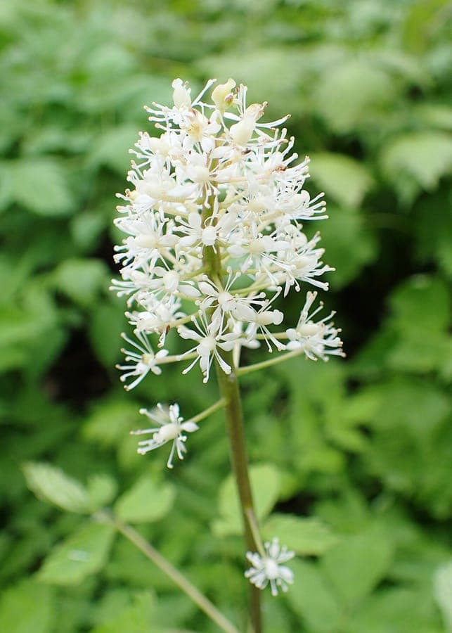 Actaea rubra with red berries